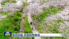 ag九游会官网湖北武汉东湖樱花坛的上万株樱花已绽放-九游会J9·(china)官方网站-真人游戏第一品牌