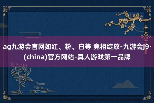 ag九游会官网如红、粉、白等 竞相绽放-九游会J9·(china)官方网站-真人游戏第一品牌